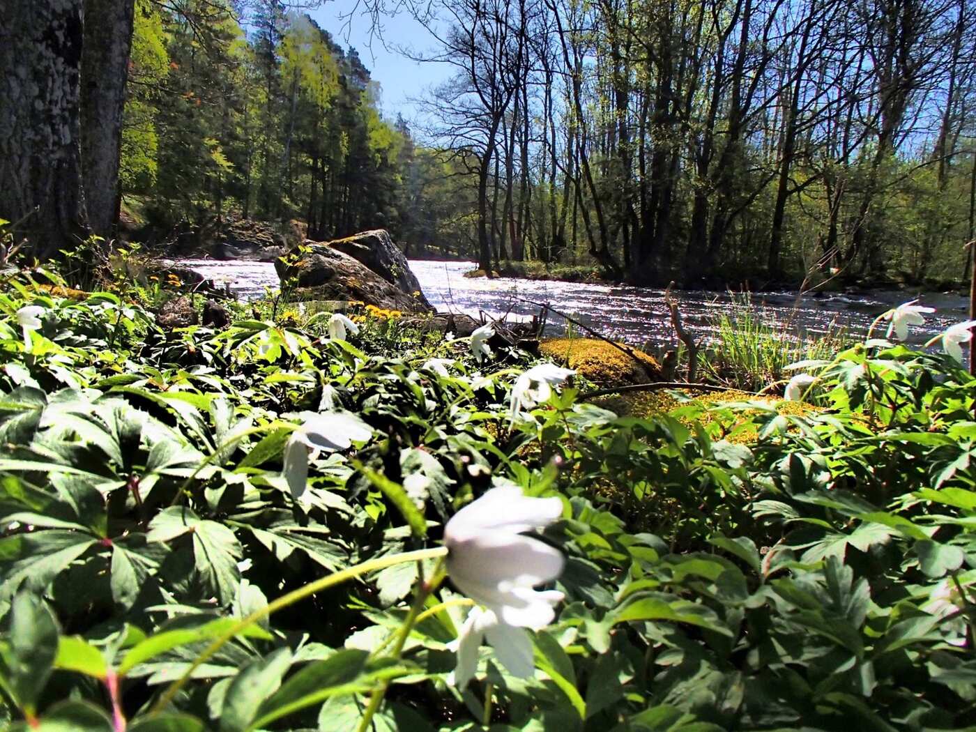 Morrumsan salmon river — Mörrum River House